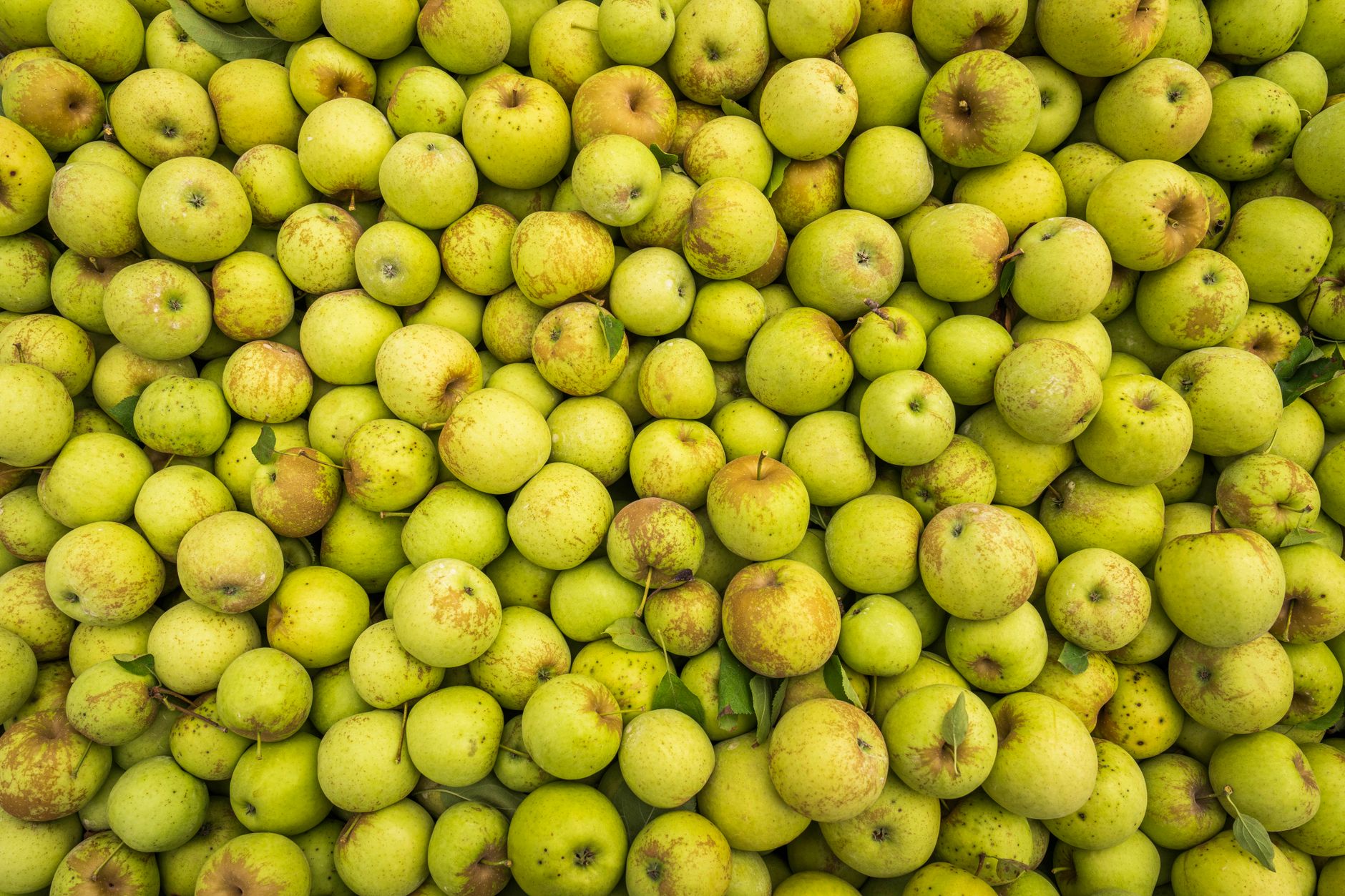 Top view of a large collection of fresh green apples, perfect for food and agriculture themes.