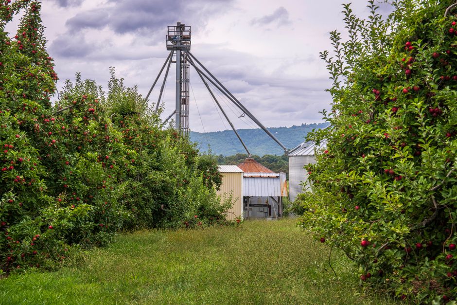 Tranquil apple orchard scene with visible farm structures, under a cloudy sky.
