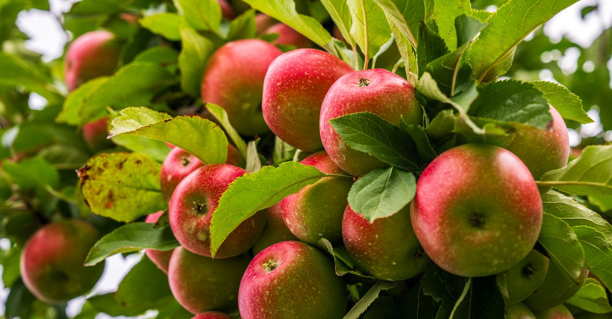 Red apples on Himalayan tree