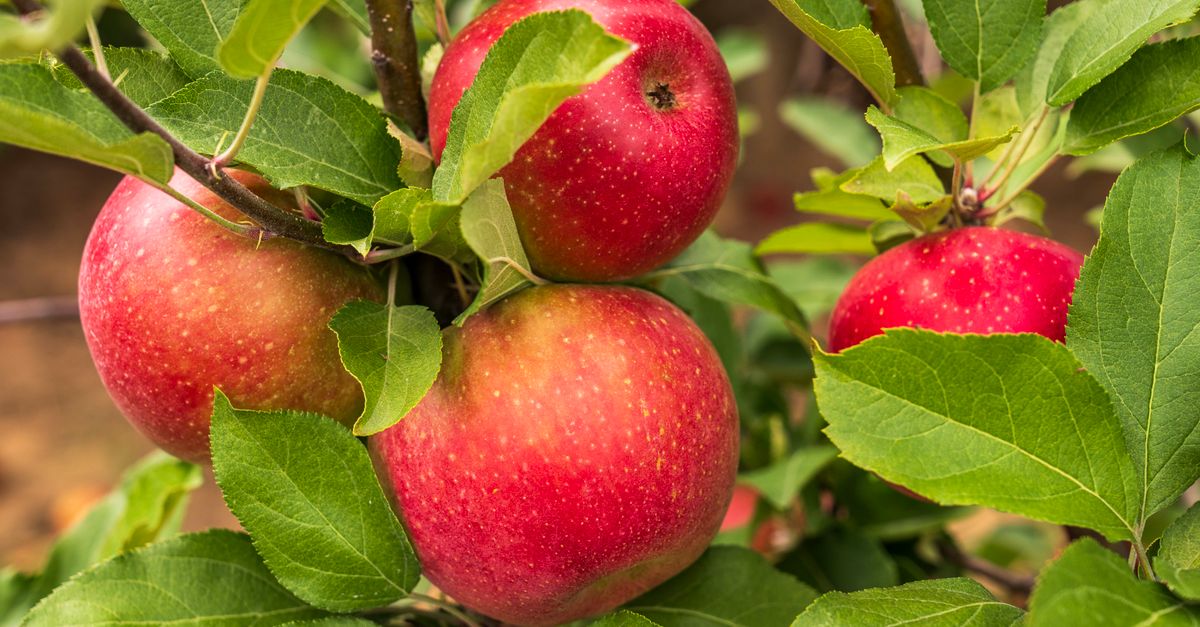 Himalayan apples on tree