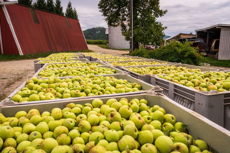 Bins of picked apples beside a barn, photo by Mark Stebnicki on Pexels