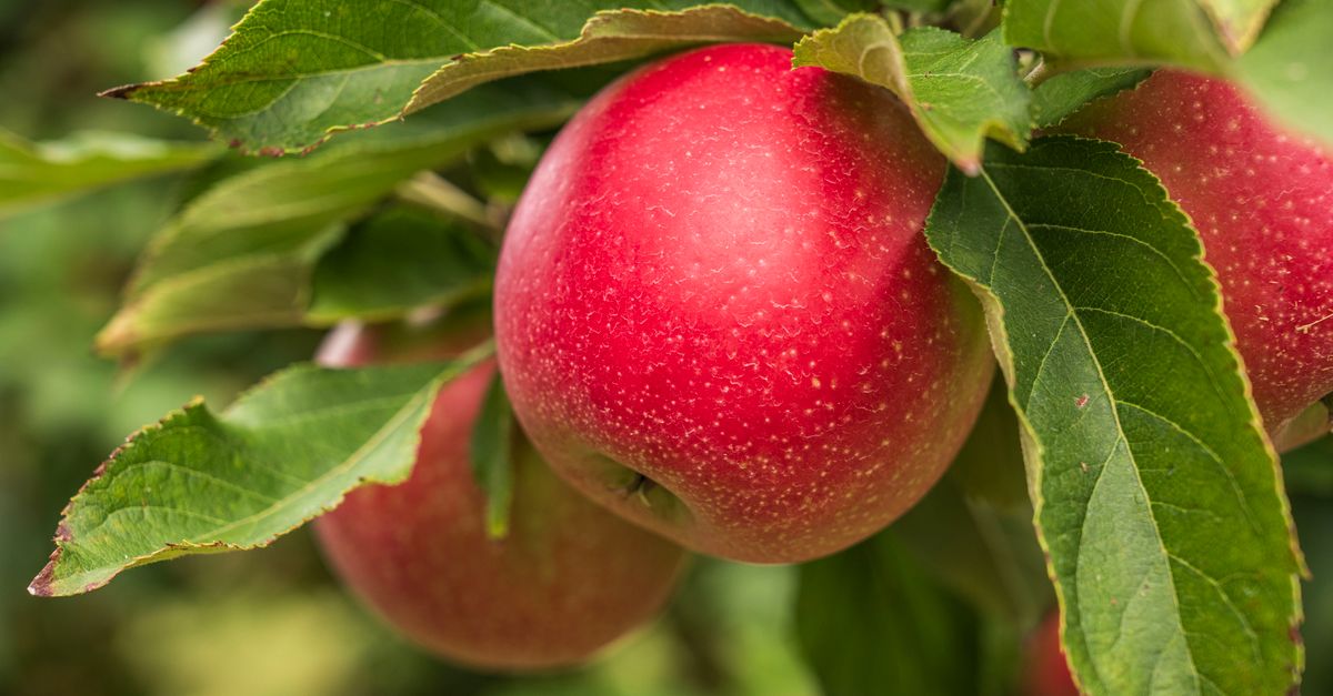 Closeup of red Humla apples on branch