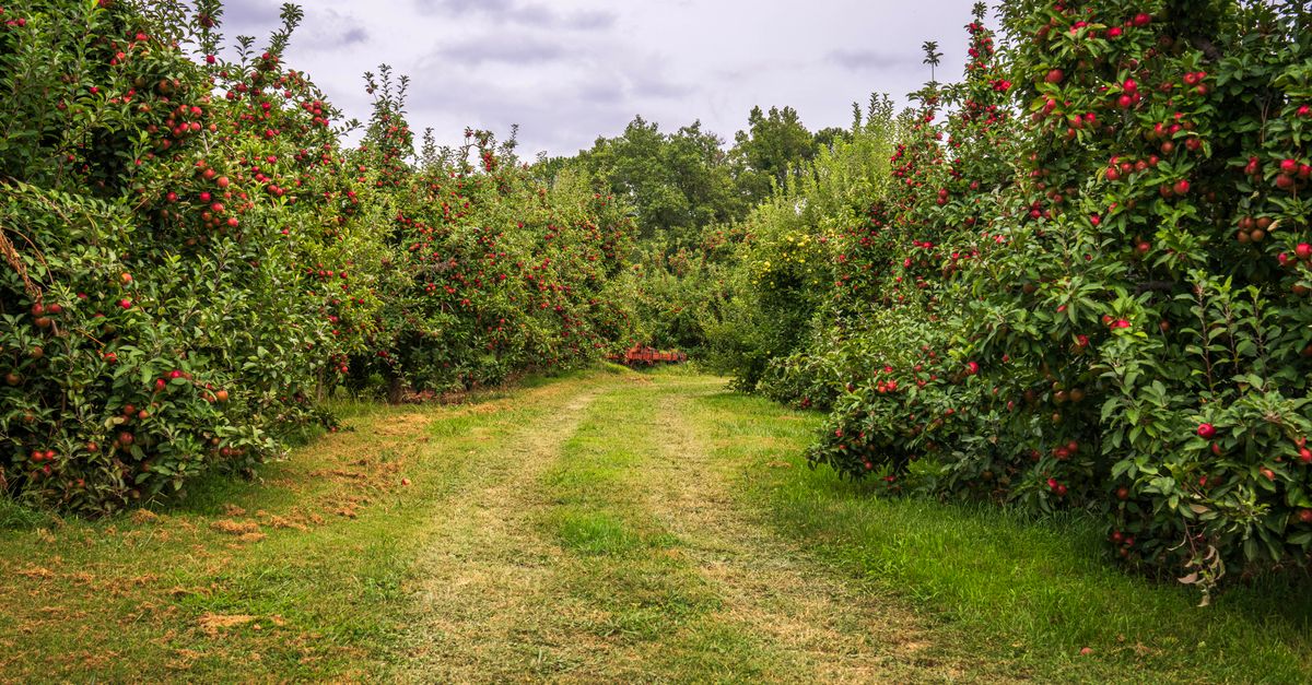 Apple Picking
