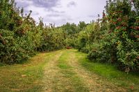 Ripe apples on the branch, photo by Mark Stebnicki on Pexels
