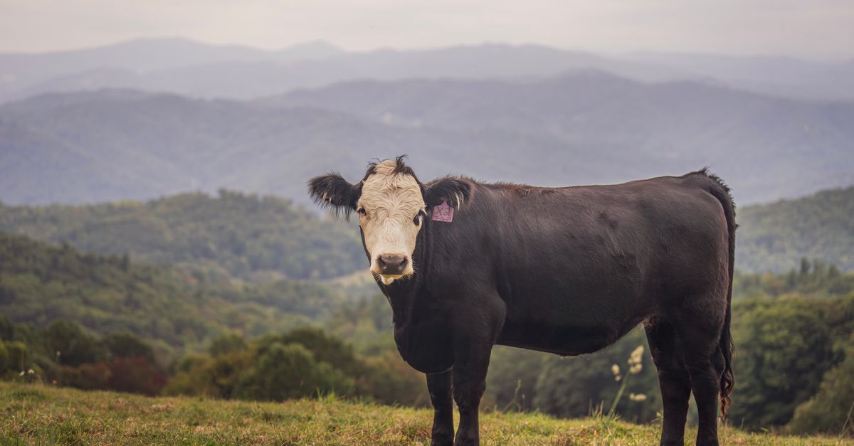 A black and white cow grazes in a picturesque mountain setting with lush greenery.