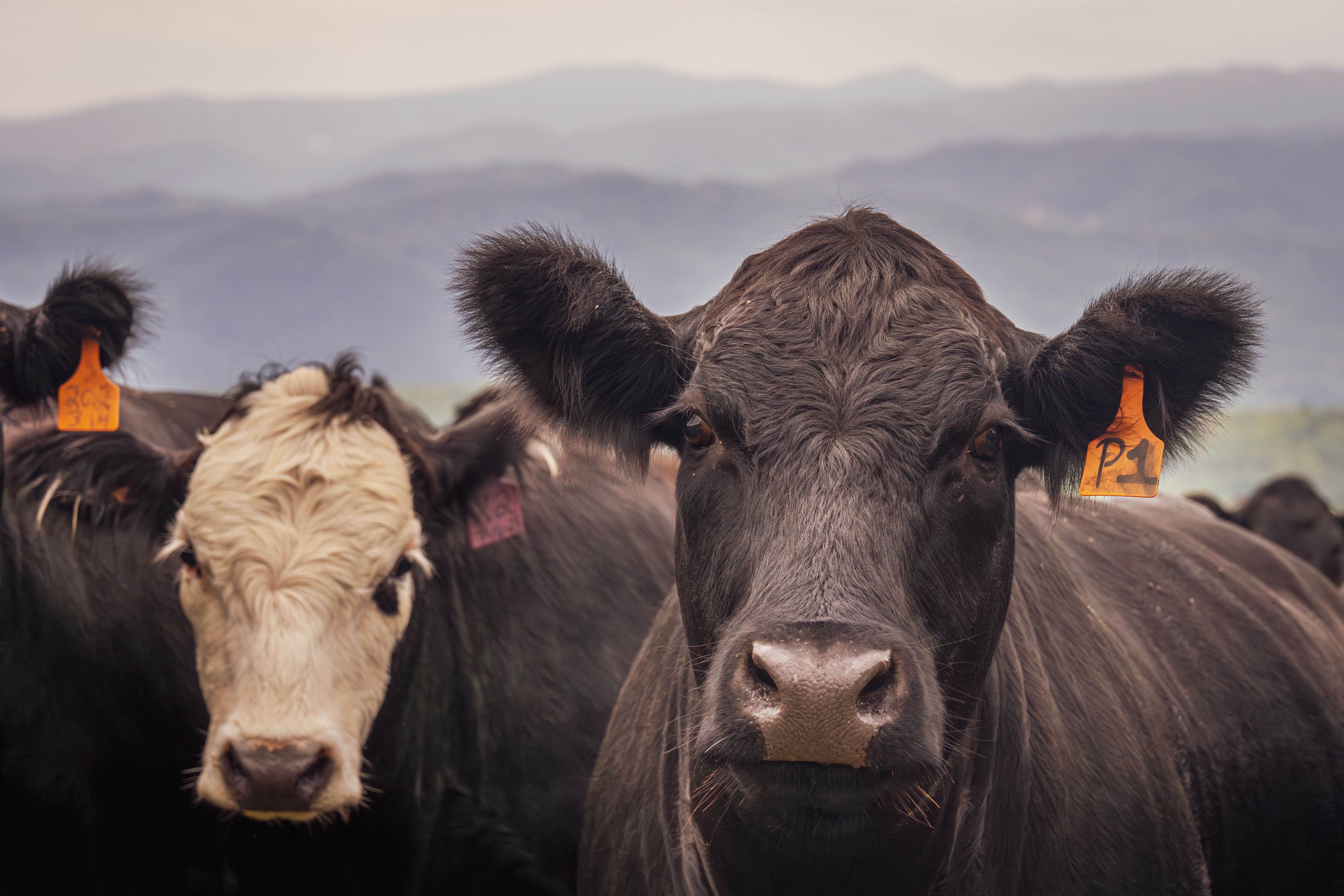 Tyson Disputes USDA's Claim on Beef Plant Buyers