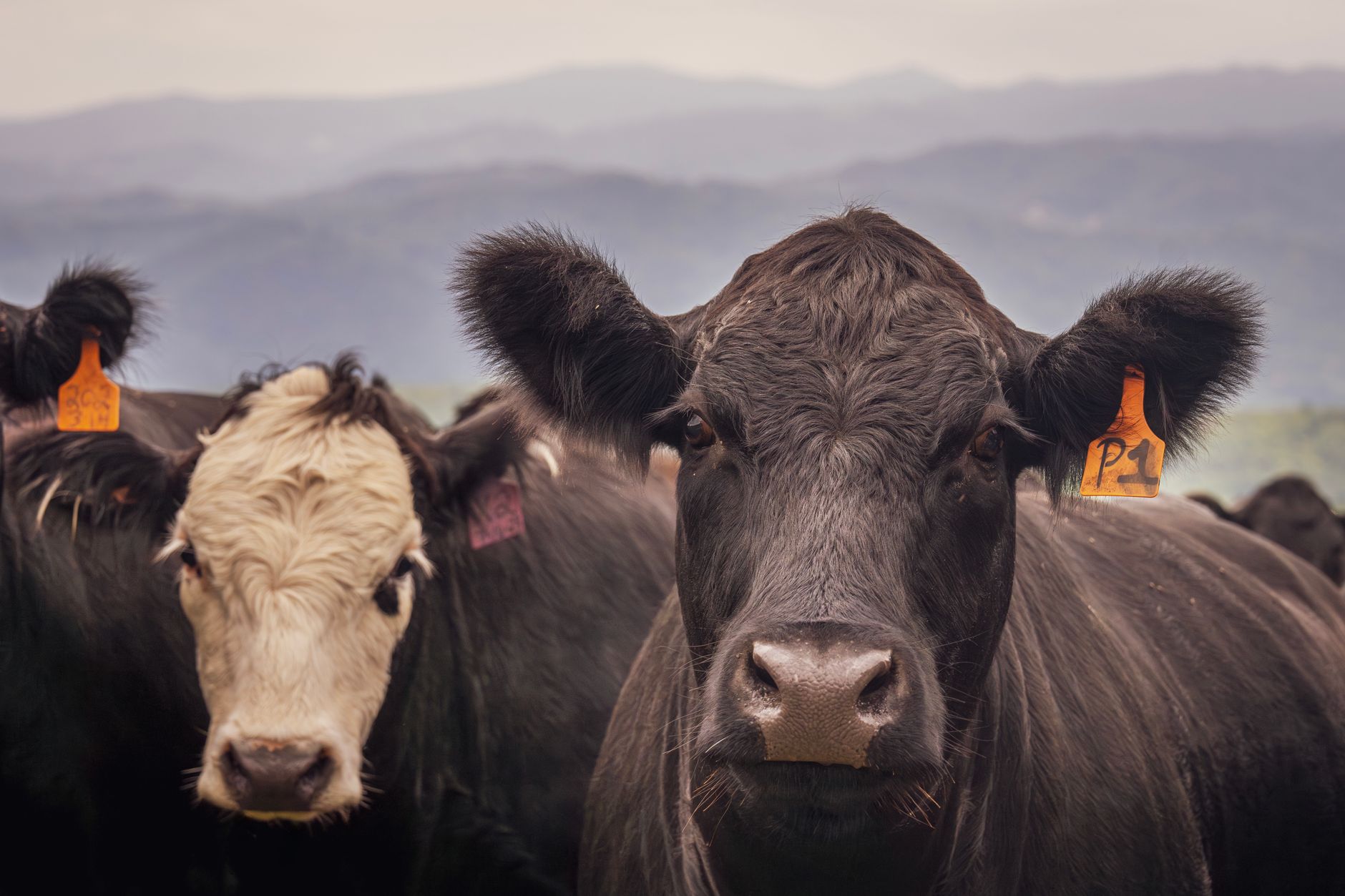Tyson Disputes USDA's Claim on Beef Plant Buyers