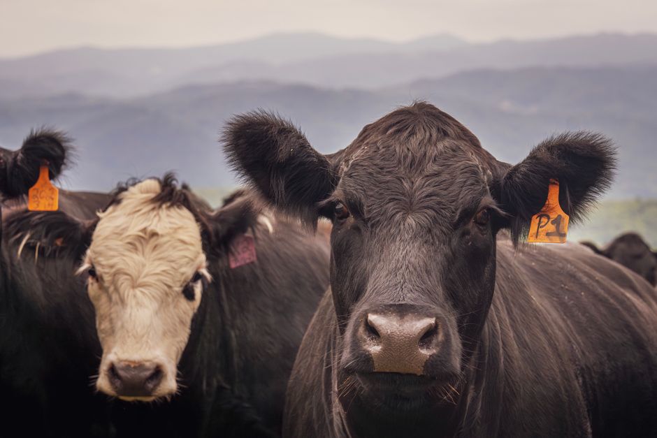 How to Read a Cattle Ear Tag: A Detailed Guide for Farmers and Ranchers How to Read a Cattle Ear Tag: A Detailed Guide for Farmers and Ranchers