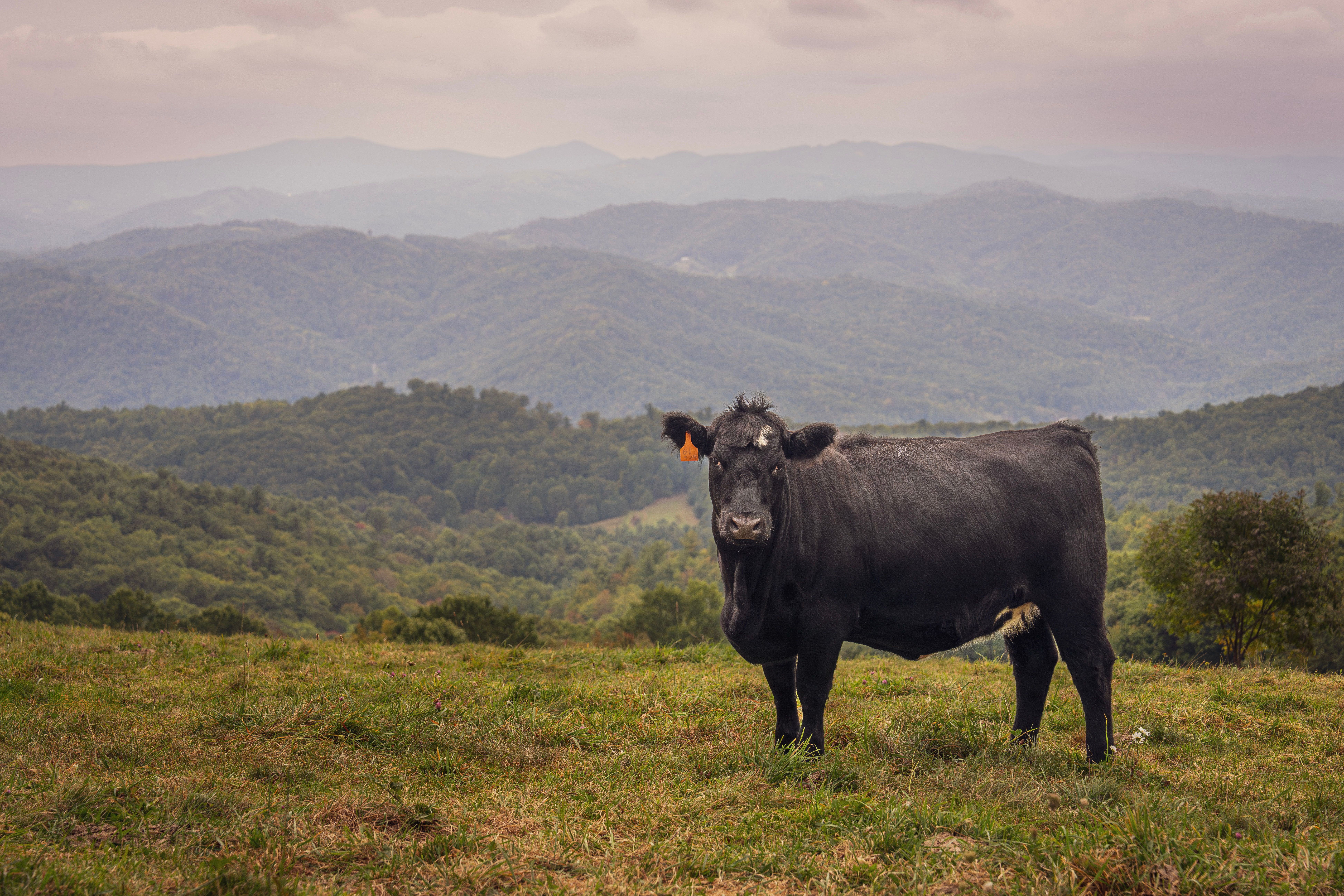 A black cow standing in a field with mountains in the background · Free ...