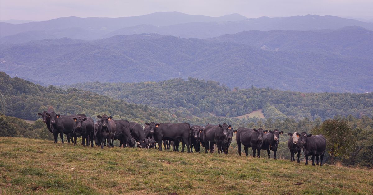 A herd of cattle grazing on a grassy hilltop in the Appalachian Mountains with scenic views.