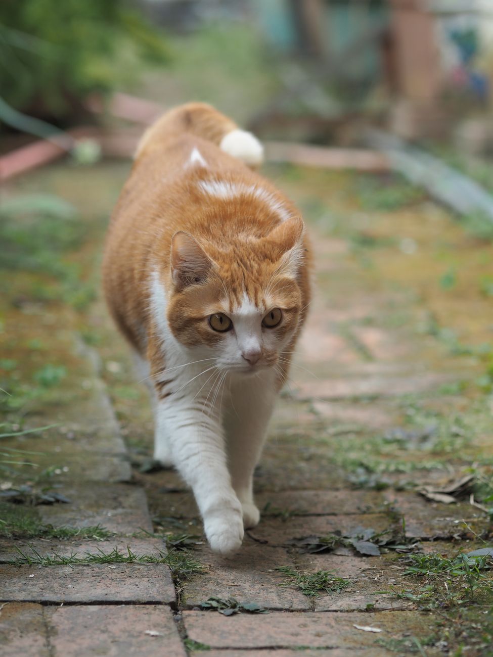 世界一大きい猫とはどんな猫か