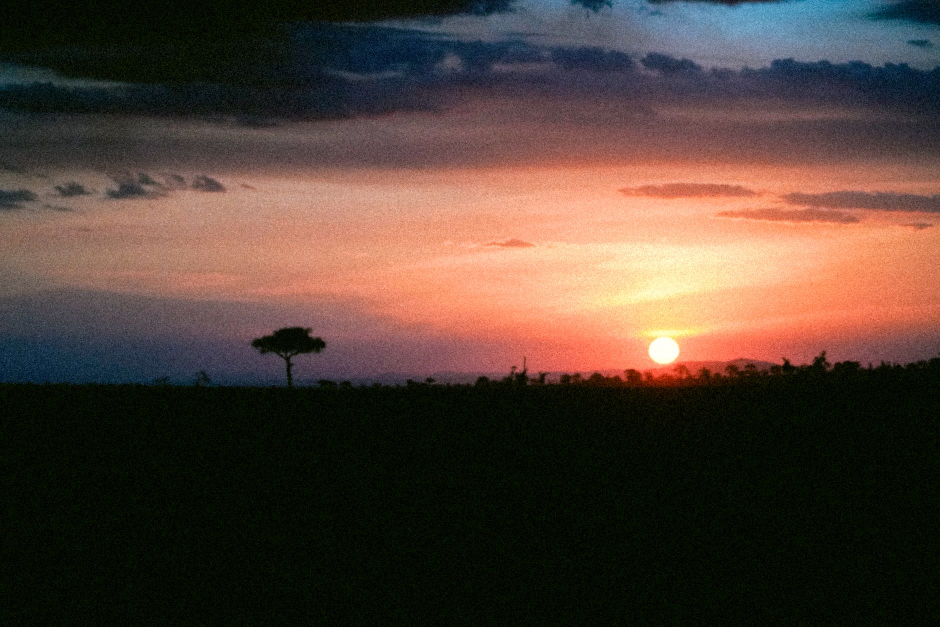 Breathtaking sunset over the savannah with silhouette of acacia tree.