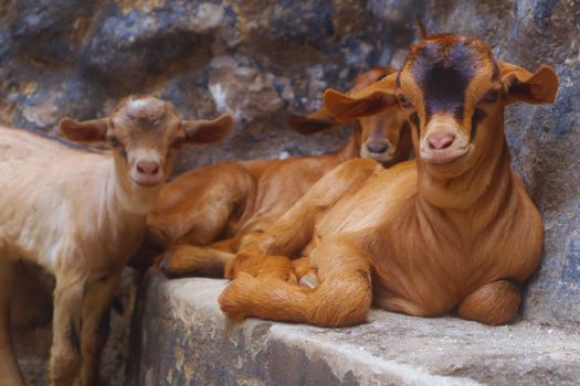 Adorable baby goats relaxing on a ledge in Mombasa, Kenya, showcasing natural beauty and tranquility.