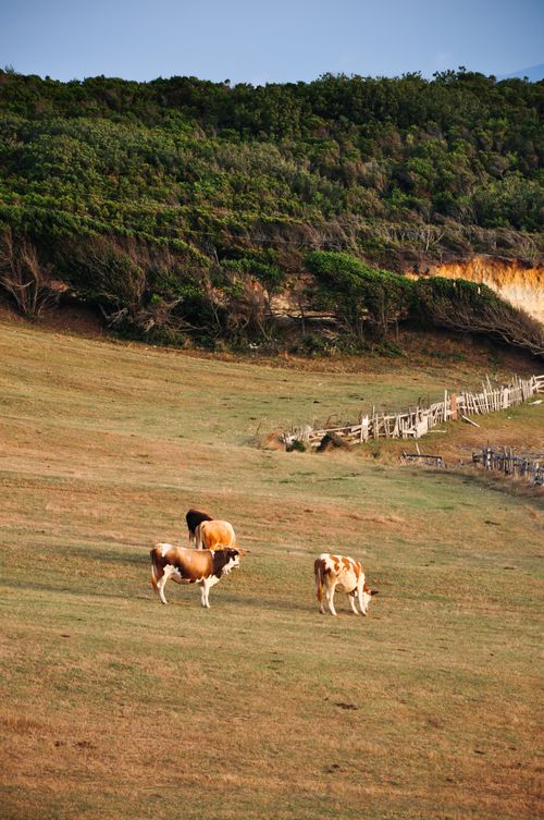 Free Scenic view of cows grazing on a hillside pasture under a clear sky. Stock Photo