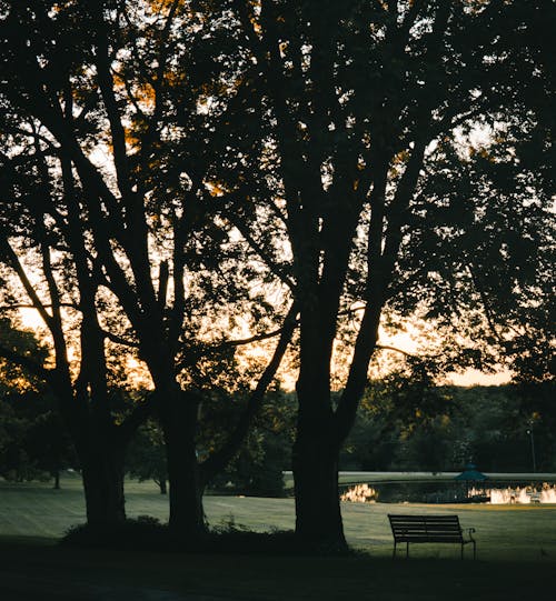 Gratis lagerfoto af aftensol, bænk, dam