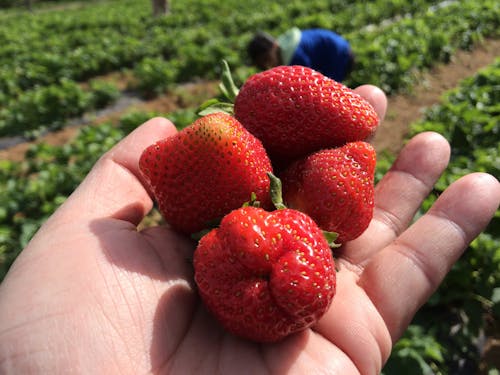 Free stock photo of closeup of strawberries, freshly plugged strawberries, see my strawberries