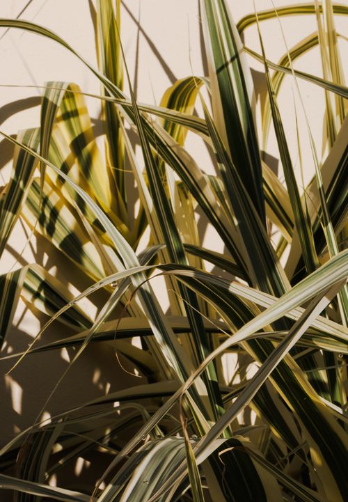 Free Bright tropical plant leaves with shadows in sunlight, showcasing nature's beauty. Stock Photo
