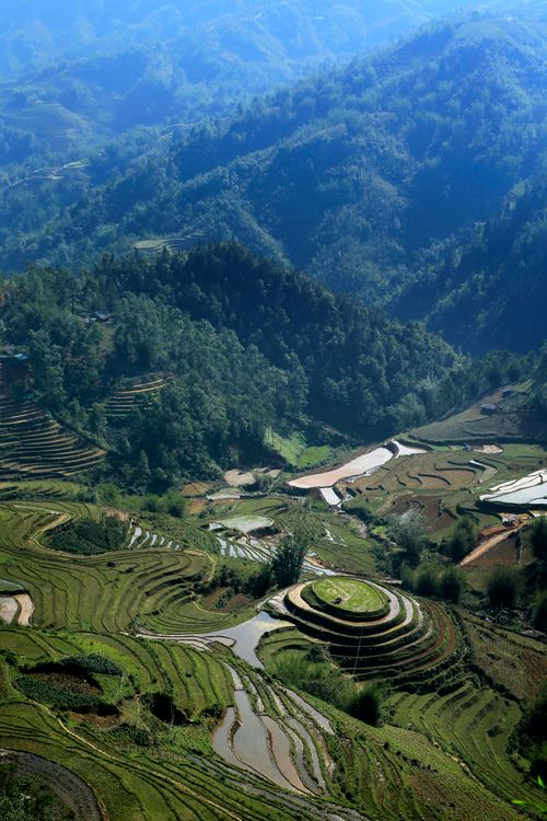Stunning Aerial View of Terraced Rice Fields · Free Stock Photo