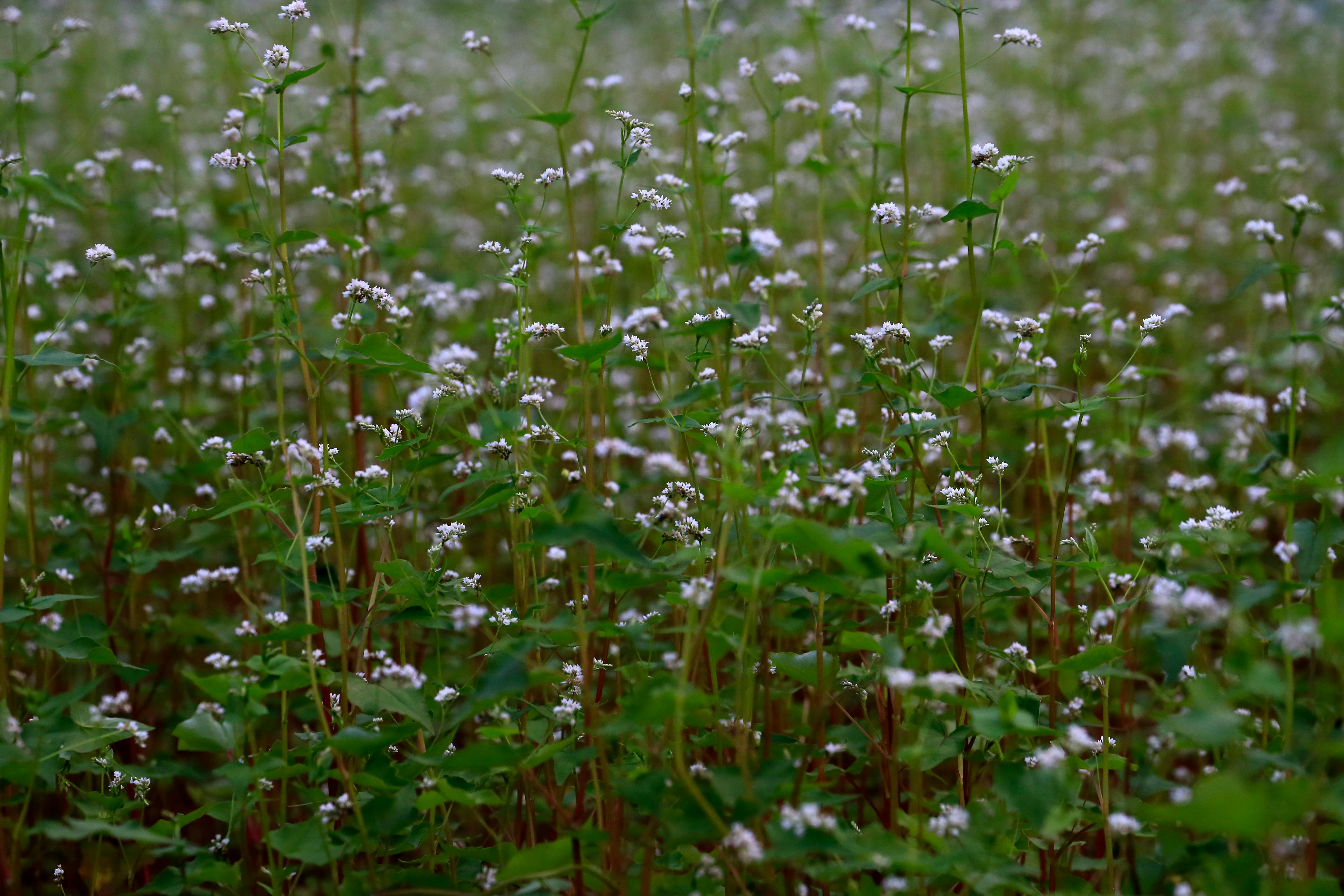 Fagopyrum esculentum