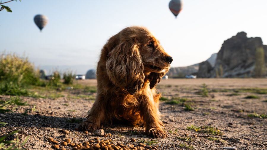 What to Actually Talk About With Your Vet at Food Checkups