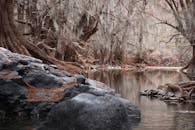 这条宁静的河流流经墨西哥绿树成荫的森林，两岸岩石嶙峋