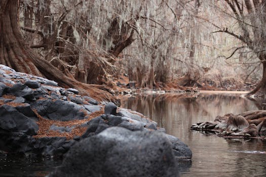 这条宁静的河流流经墨西哥绿树成荫的森林，两岸岩石嶙峋