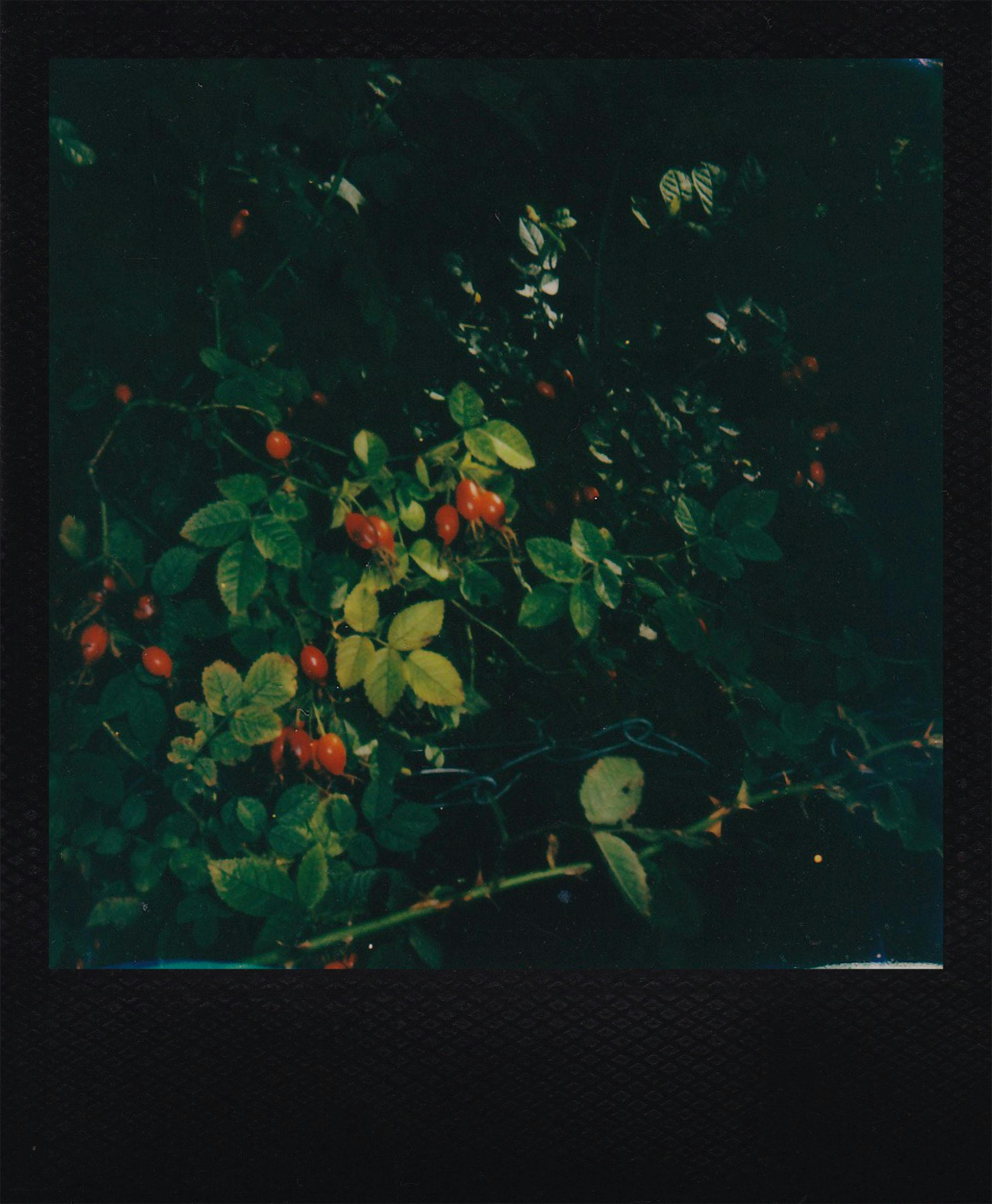 A dark, moody vintage-style Polaroid capturing rose hips on a leafy vine.