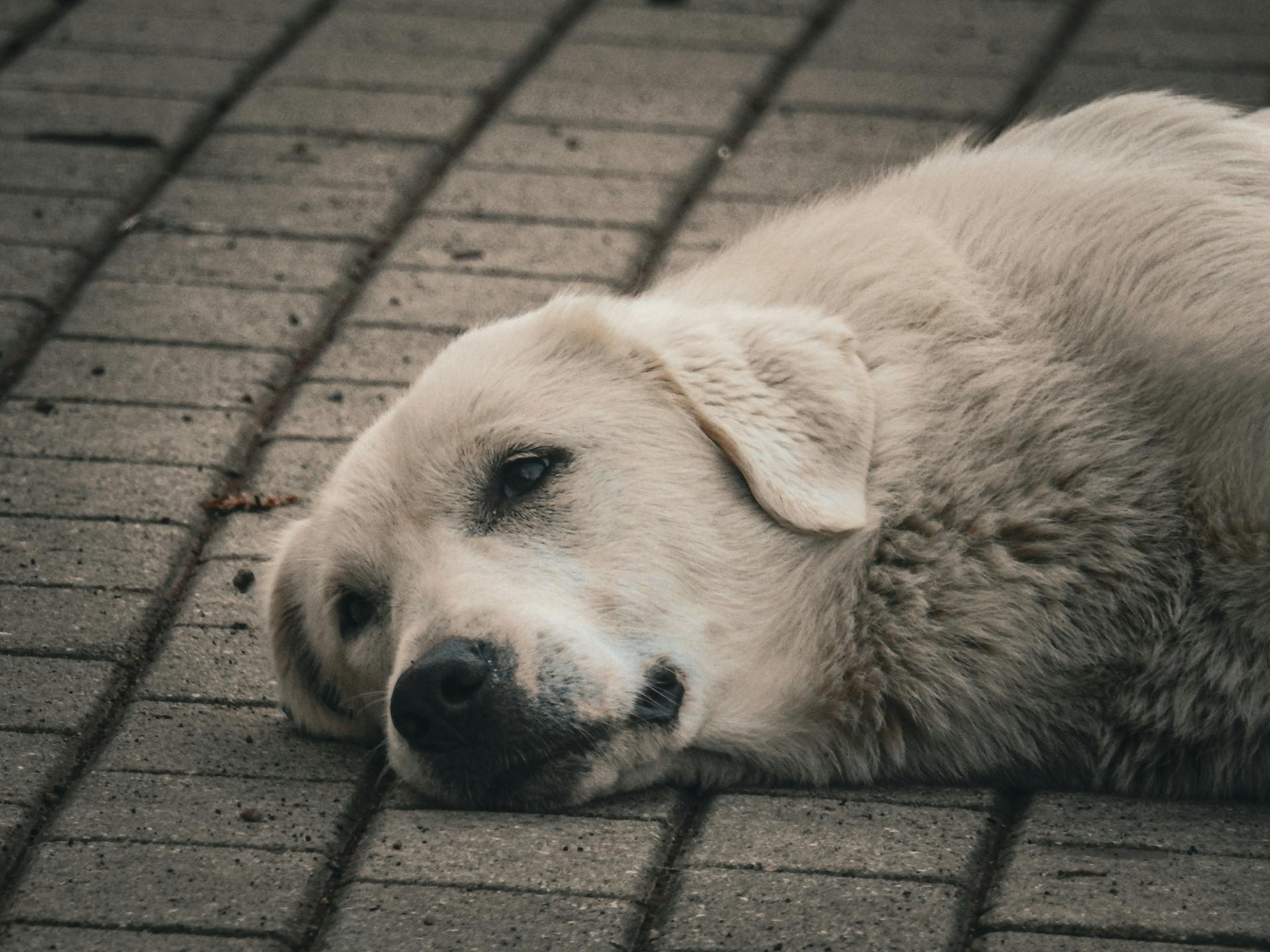 Resting White Dog on Brick Pavement in Istanbul