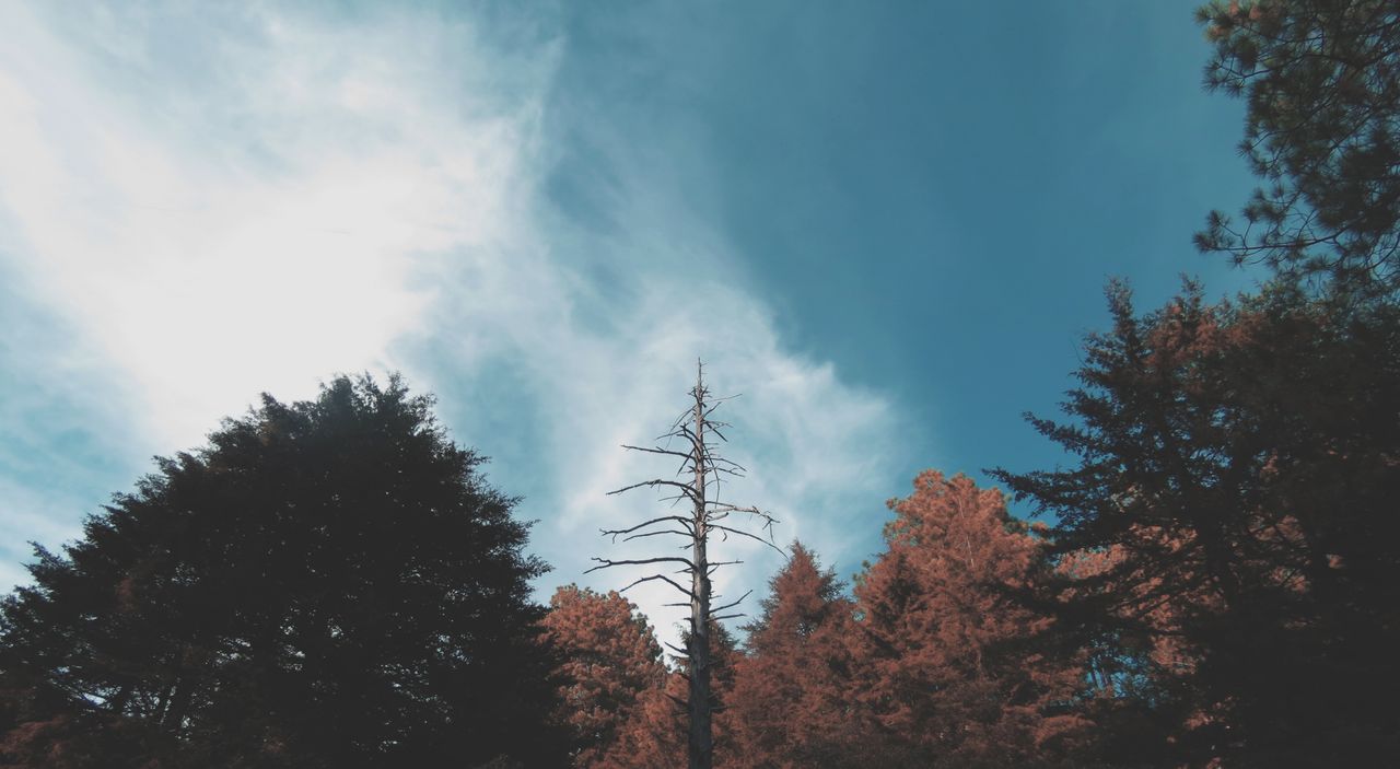 a beautiful forest scene with a dramatic sky and diverse tree outlines
