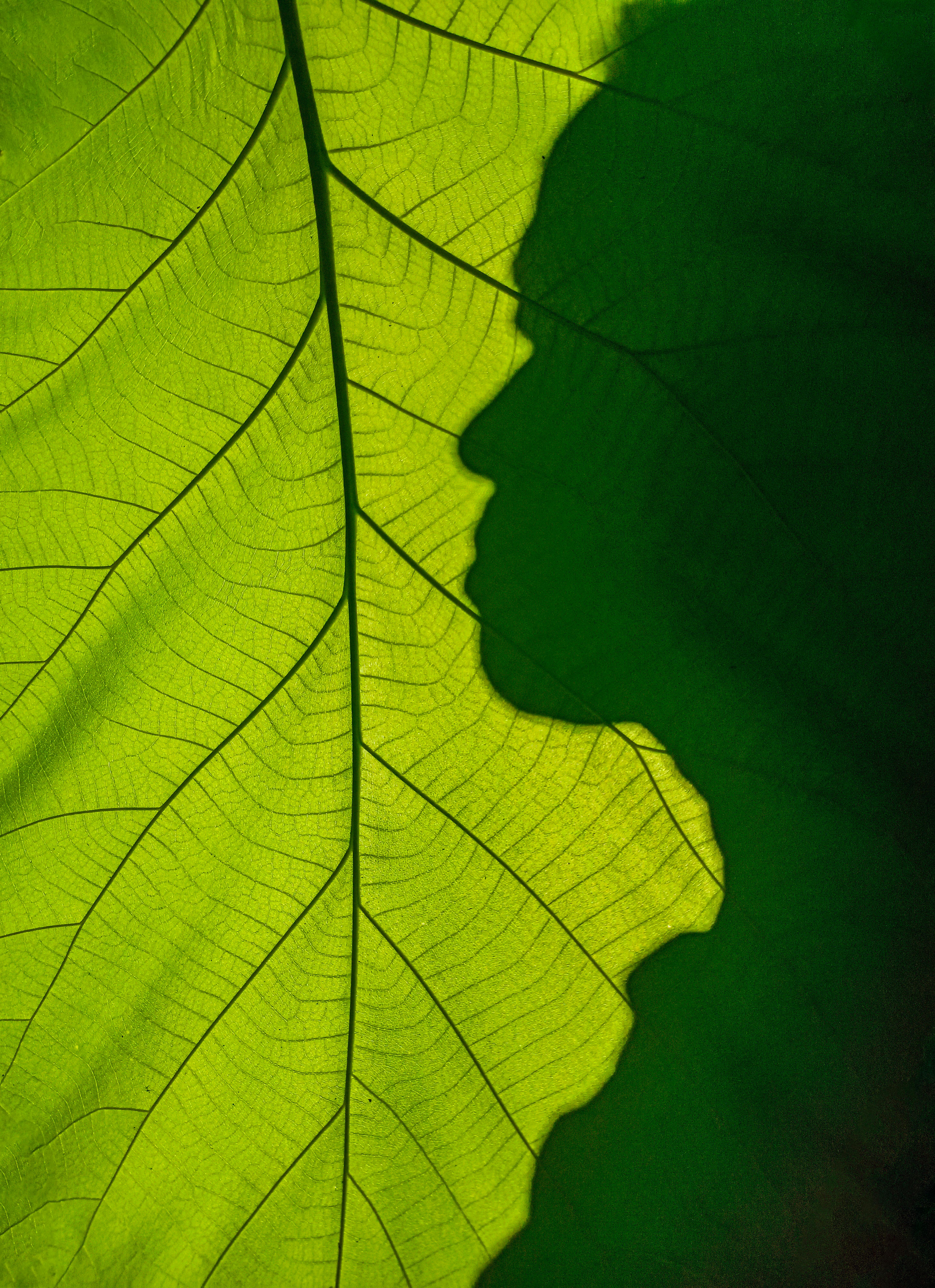Silhouette profile shadow cast on a vibrant green leaf captures nature's art.