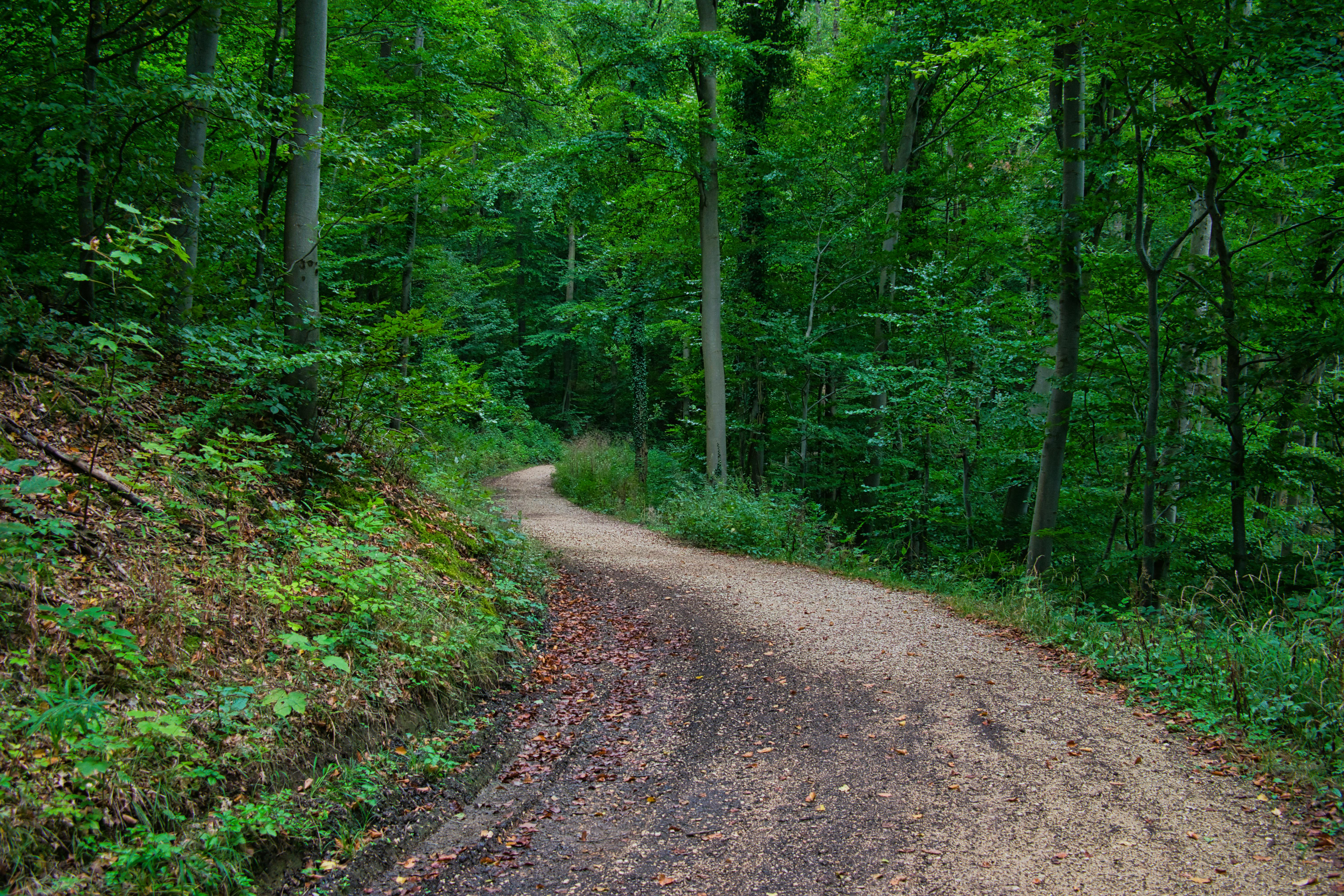 Healthspan White Paper: The Data-Driven Path to Longevity — Photo by Zed Can77 on Pexels