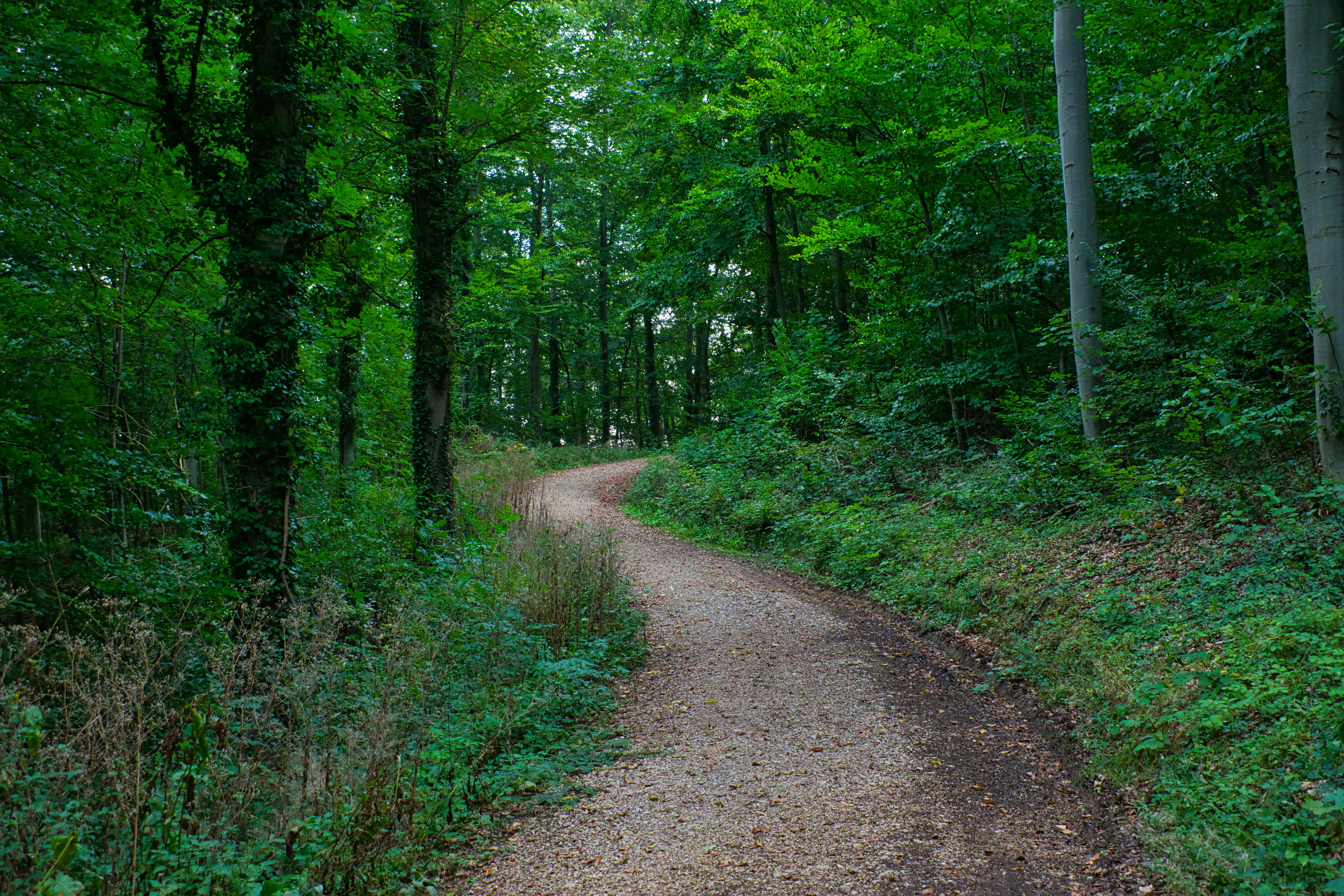 Healthspan White Paper: The Data-Driven Path to Longevity — Photo by Zed Can77 on Pexels