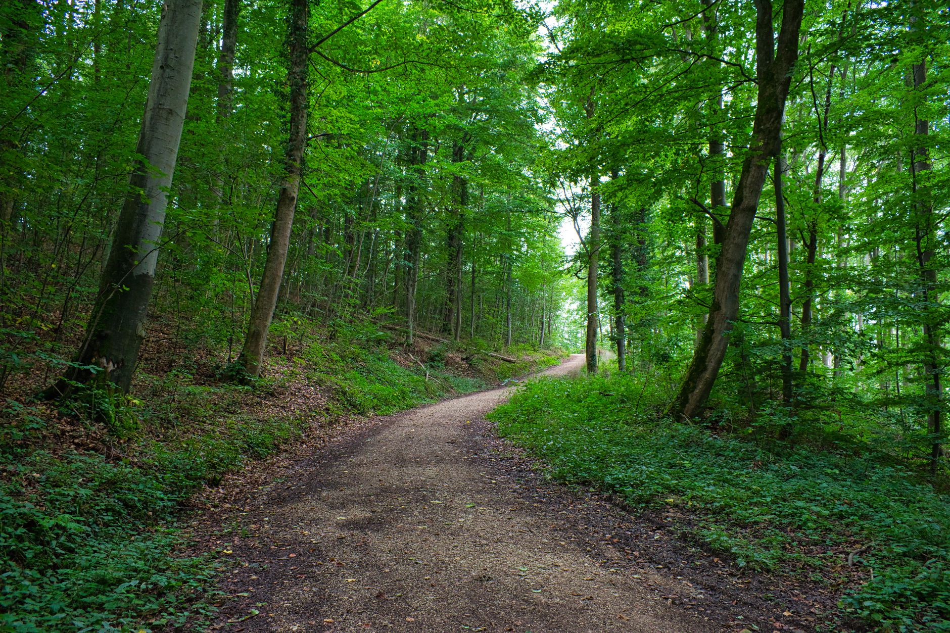 Wandern im Schwarzwald
