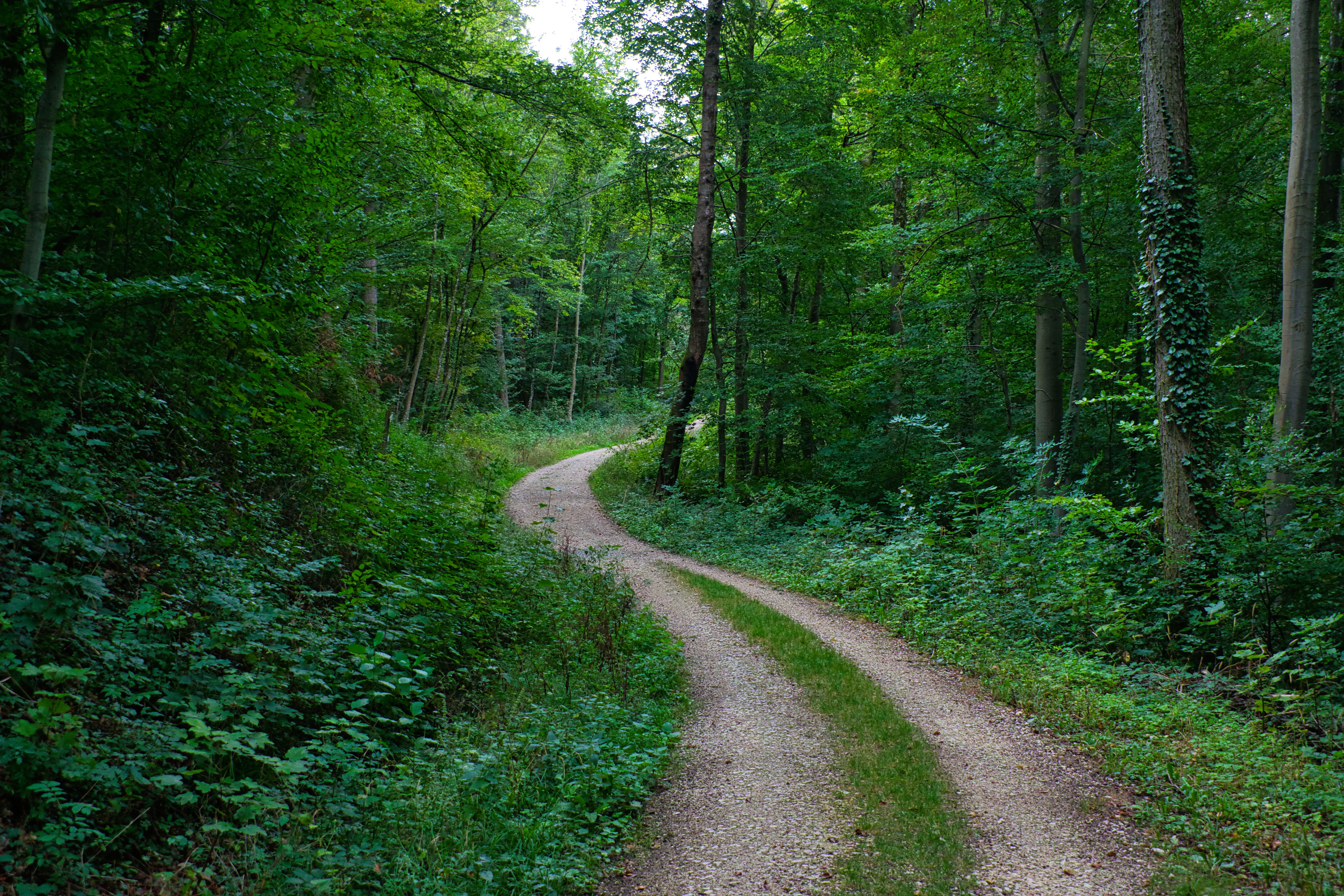 A peaceful green landscape unfolds with lush grass, dotted by ...