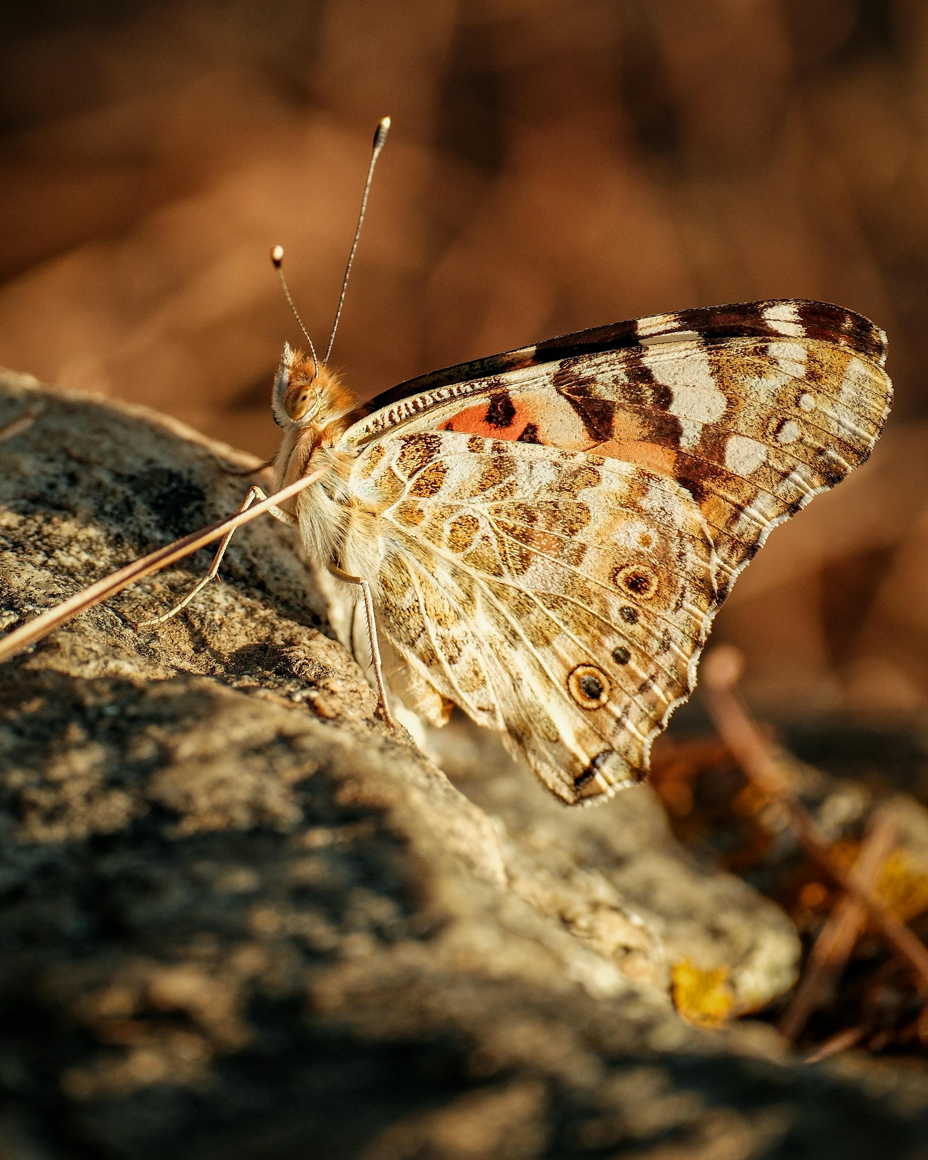 Pasadena Texas Free Bed Frames: How to Spot Great Deals and Avoid Scams