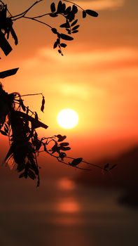 A serene sunset with silhouetted branches over a calm water body, creating a tranquil scene.