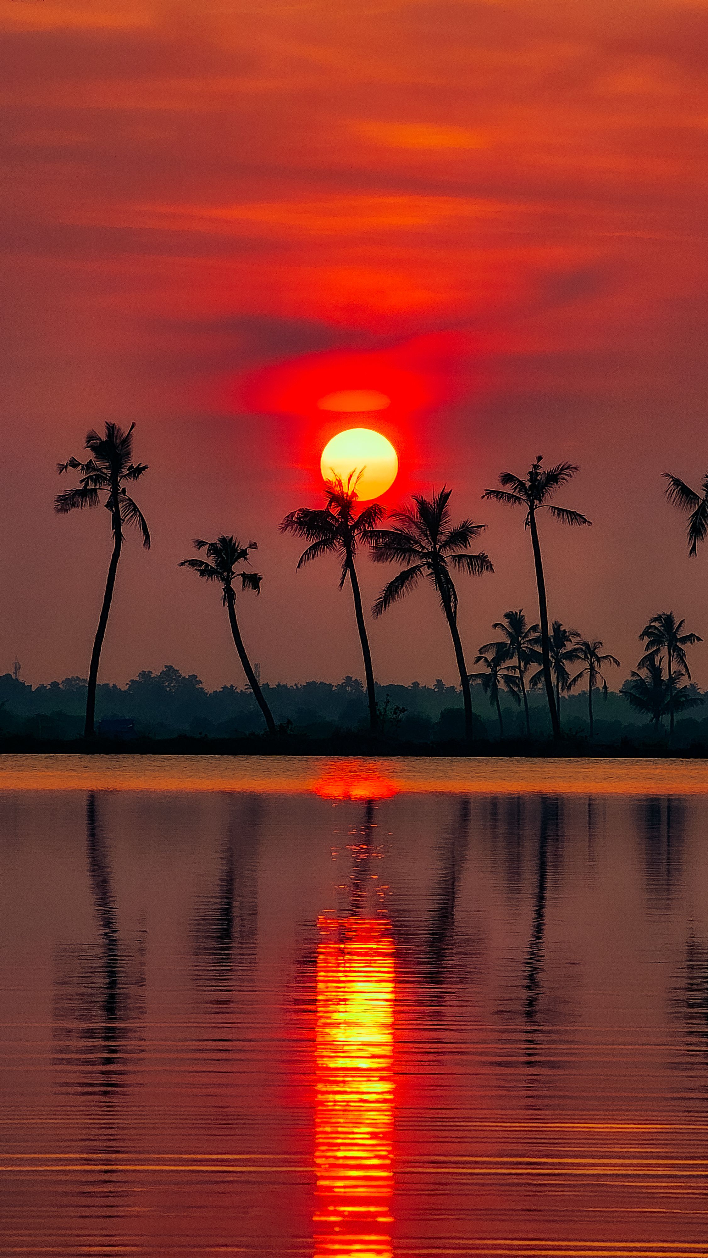 Palm Trees Silhouetted Against Vibrant Sunset · Free Stock Photo