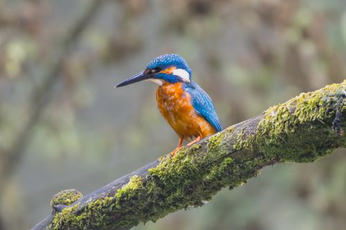 Free A colorful kingfisher bird perched on a moss-covered branch in a natural setting. Stock Photo