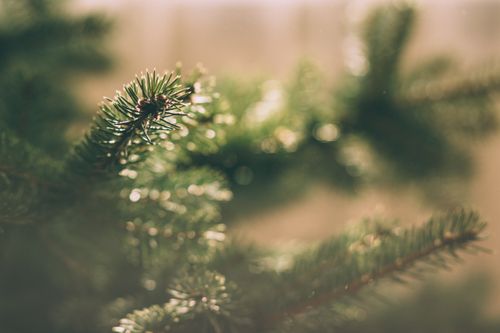 Free A detailed view of green pine needles on an evergreen tree during winter, highlighting natural beauty. Stock Photo