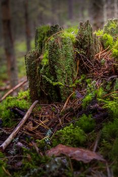 A detailed view of a moss-covered tree stump amidst a forest setting, showcasing nature's vibrant colors.