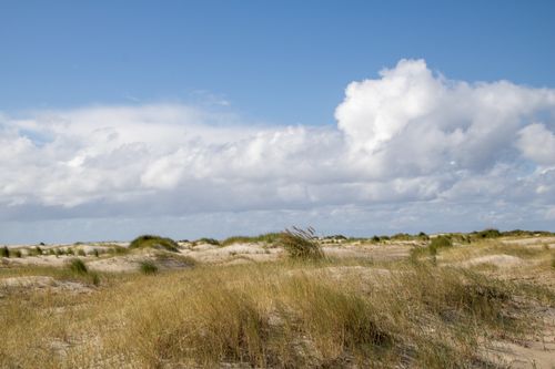Free Peaceful view of sandy dunes under a blue sky at Amrum Island, Germany. Stock Photo