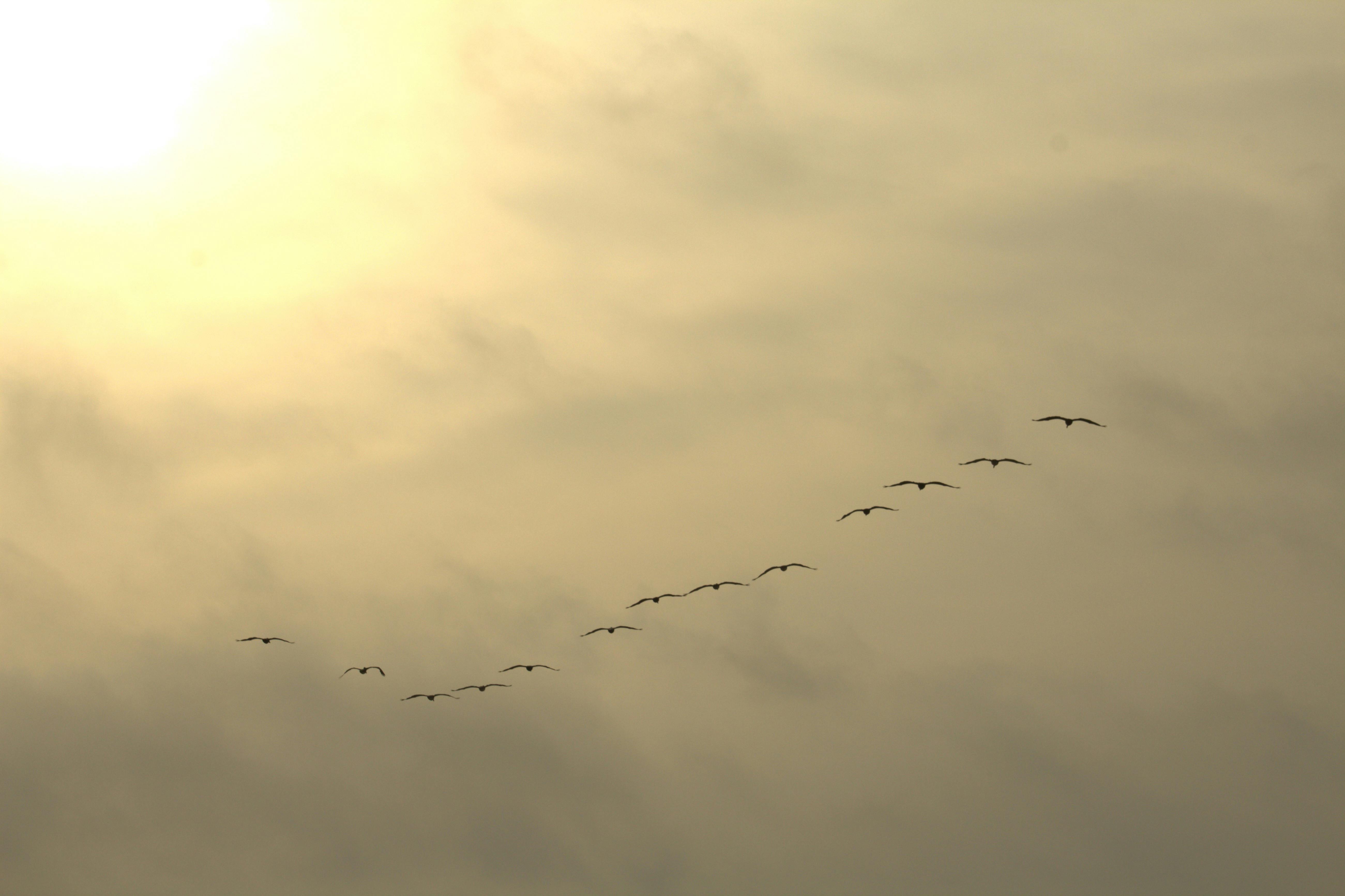 Kostnadsfria Flytta Stock foto