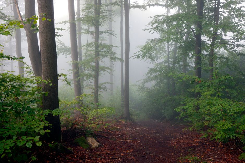 Neblina densa sobre trilha de floresta com compressão atmosférica e luz difusa