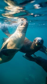 Two sea lions gracefully swimming underwater in a calm blue ocean, showcasing marine life.