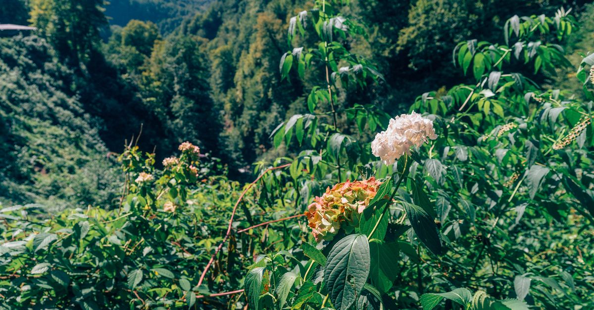 Vibrant hydrangeas amidst lush green forest in Gagra, capturing the essence of summer outdoors.