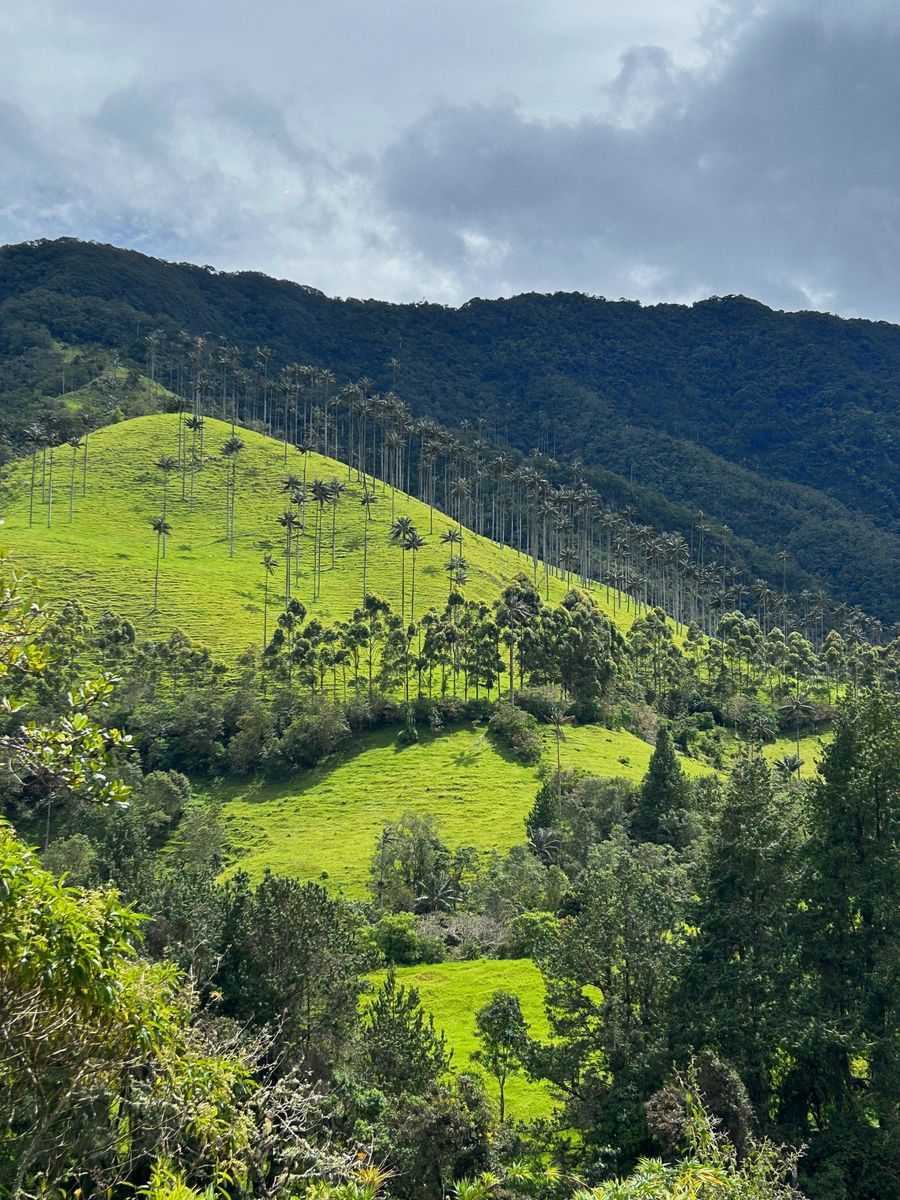Valle de Cocora, patrimonio natural de Colombia