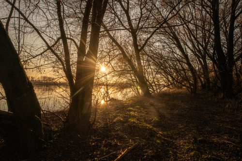 Free Golden sunset through bare trees reflects on calm lake, creating a tranquil forest scene. Stock Photo