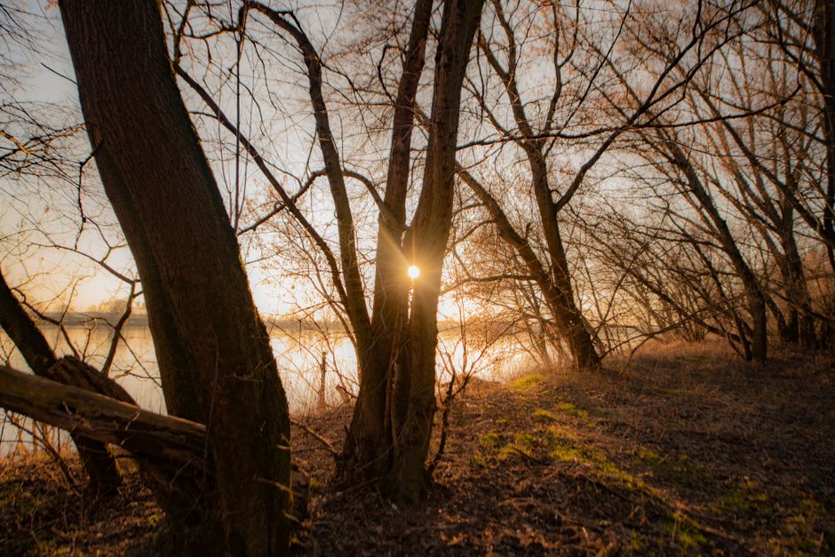 Sunrise through trees