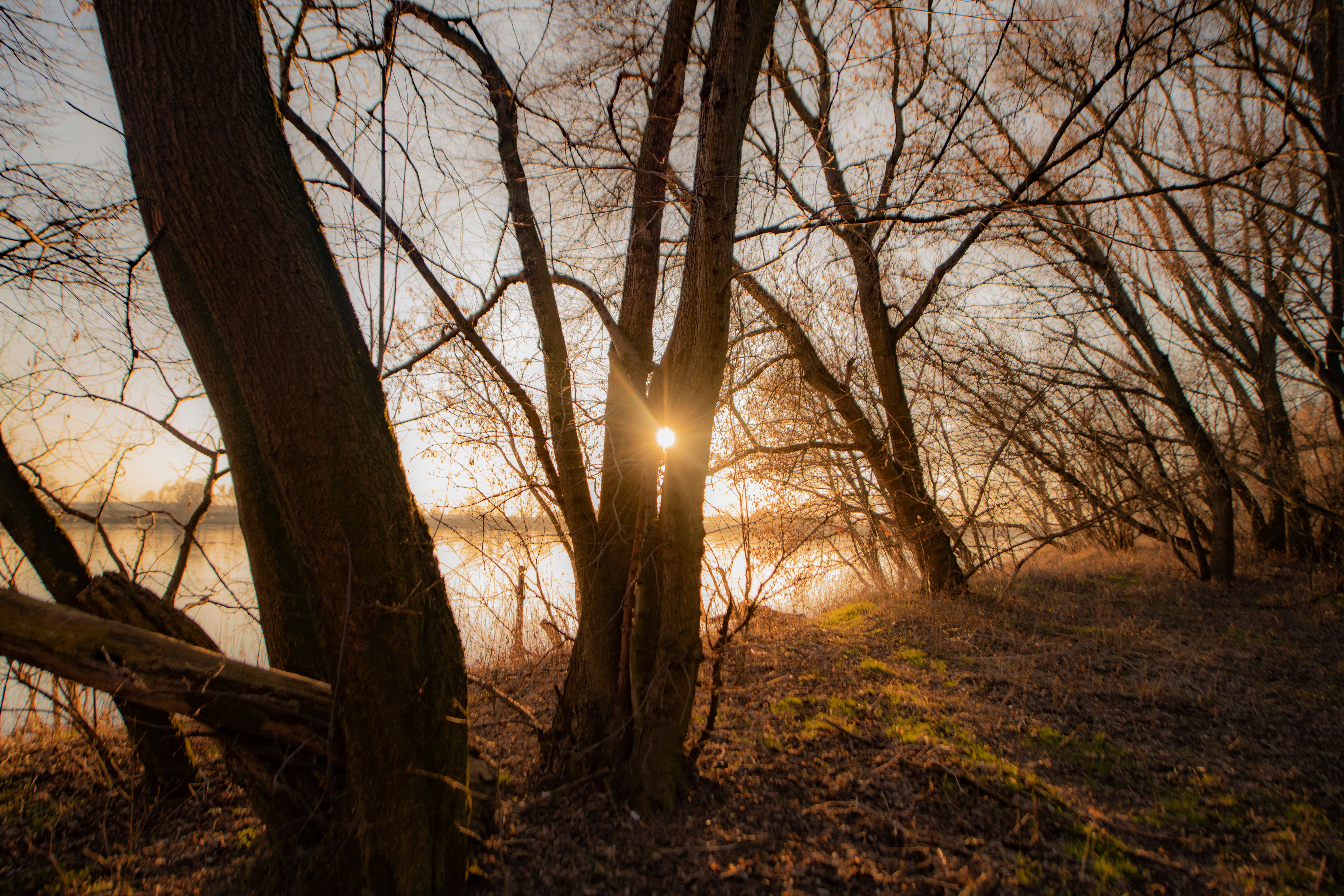 Enchanting Sunrise Through Winter Trees · Free Stock Photo