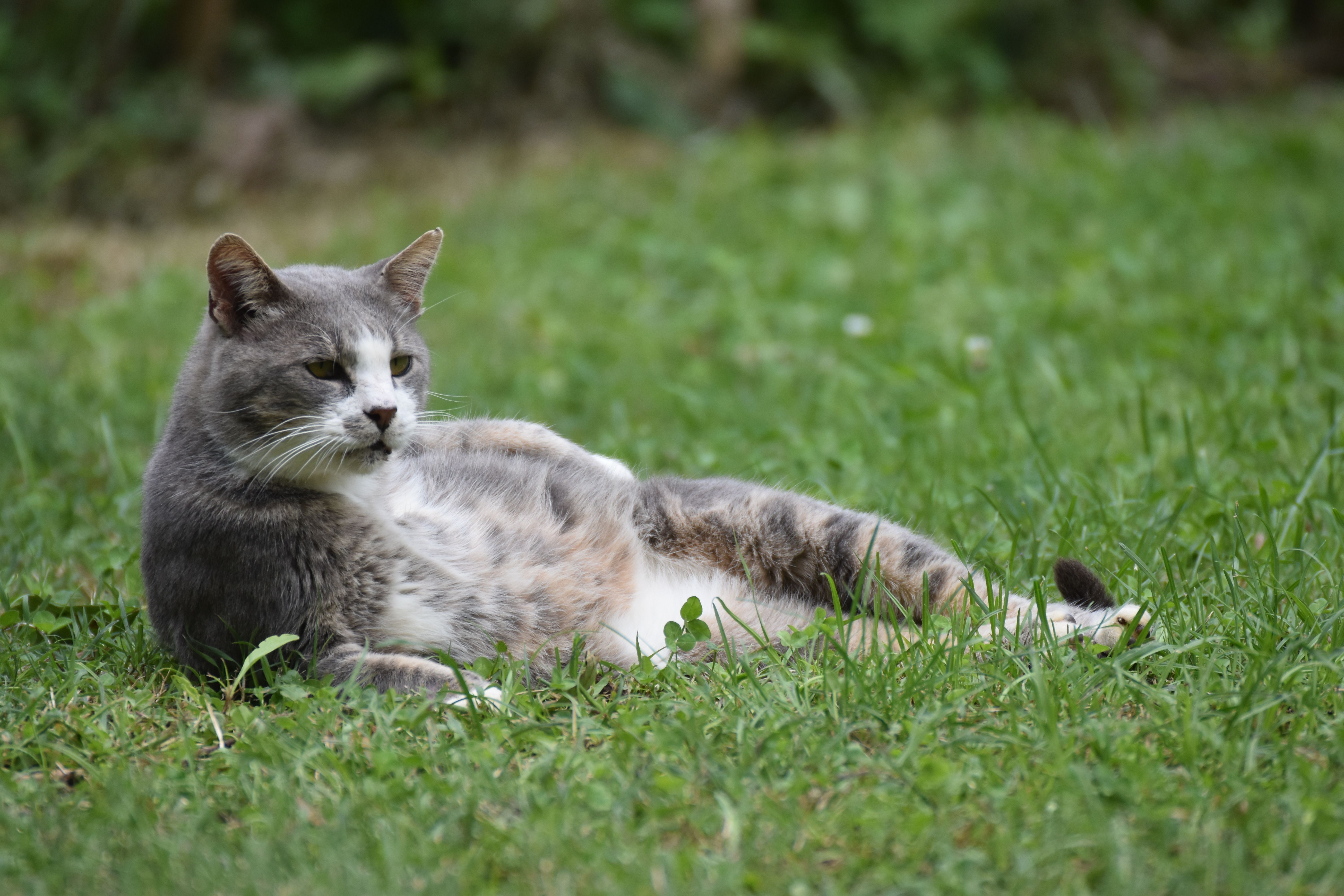 Relaxed Grey Cat Lying on Green Grass Lawn · Free Stock Photo